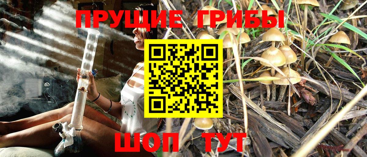 Псилоцибиновые грибы Psilocybine cubensis Норильск